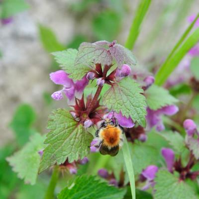 abeille domestique_