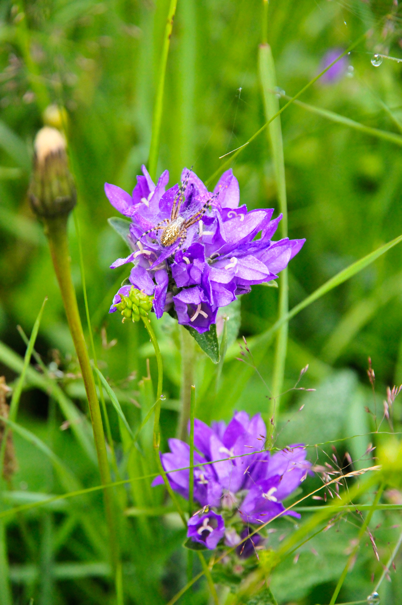 Campanule agglomérée,epeire des bois