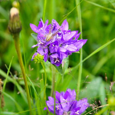 Campanule agglomérée,epeire des bois