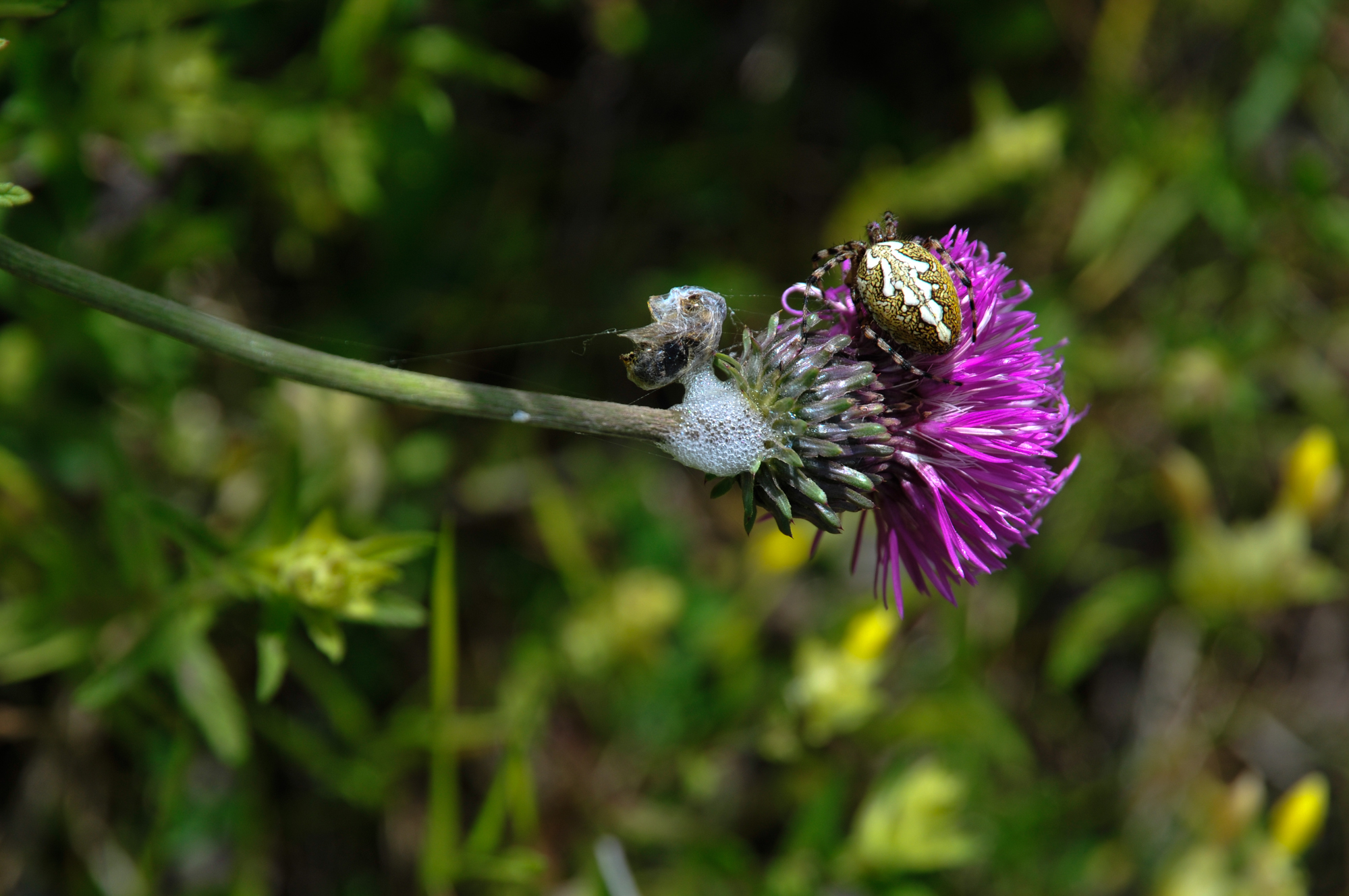 Cirse commun,epeire des bois,larve de c ercope