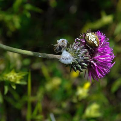 Cirse commun,epeire des bois,larve de c ercope