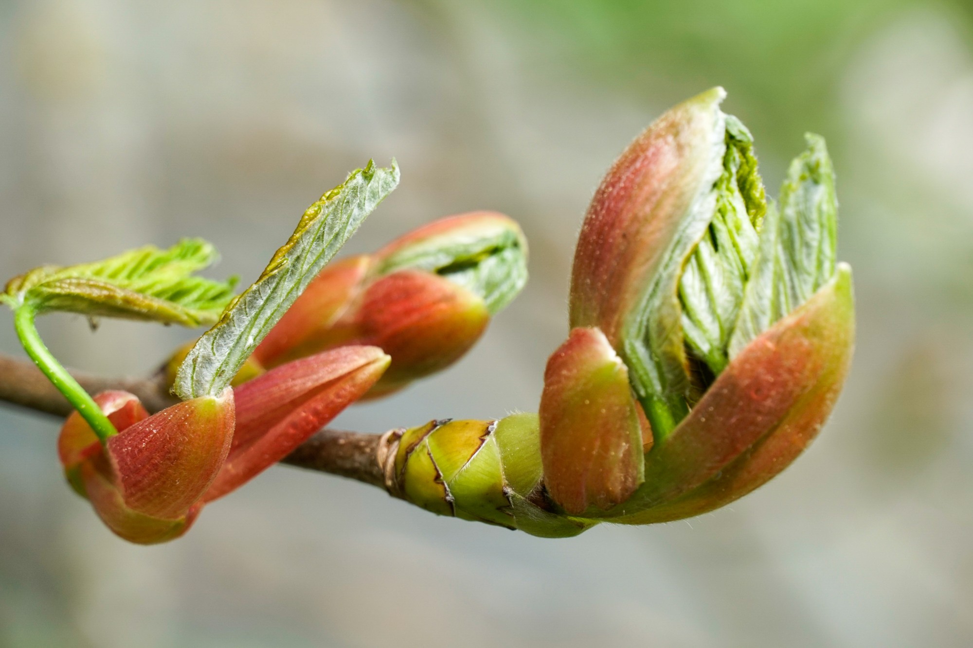 déconfinement des bourgeons