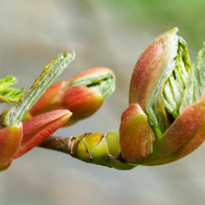 déconfinement des bourgeons