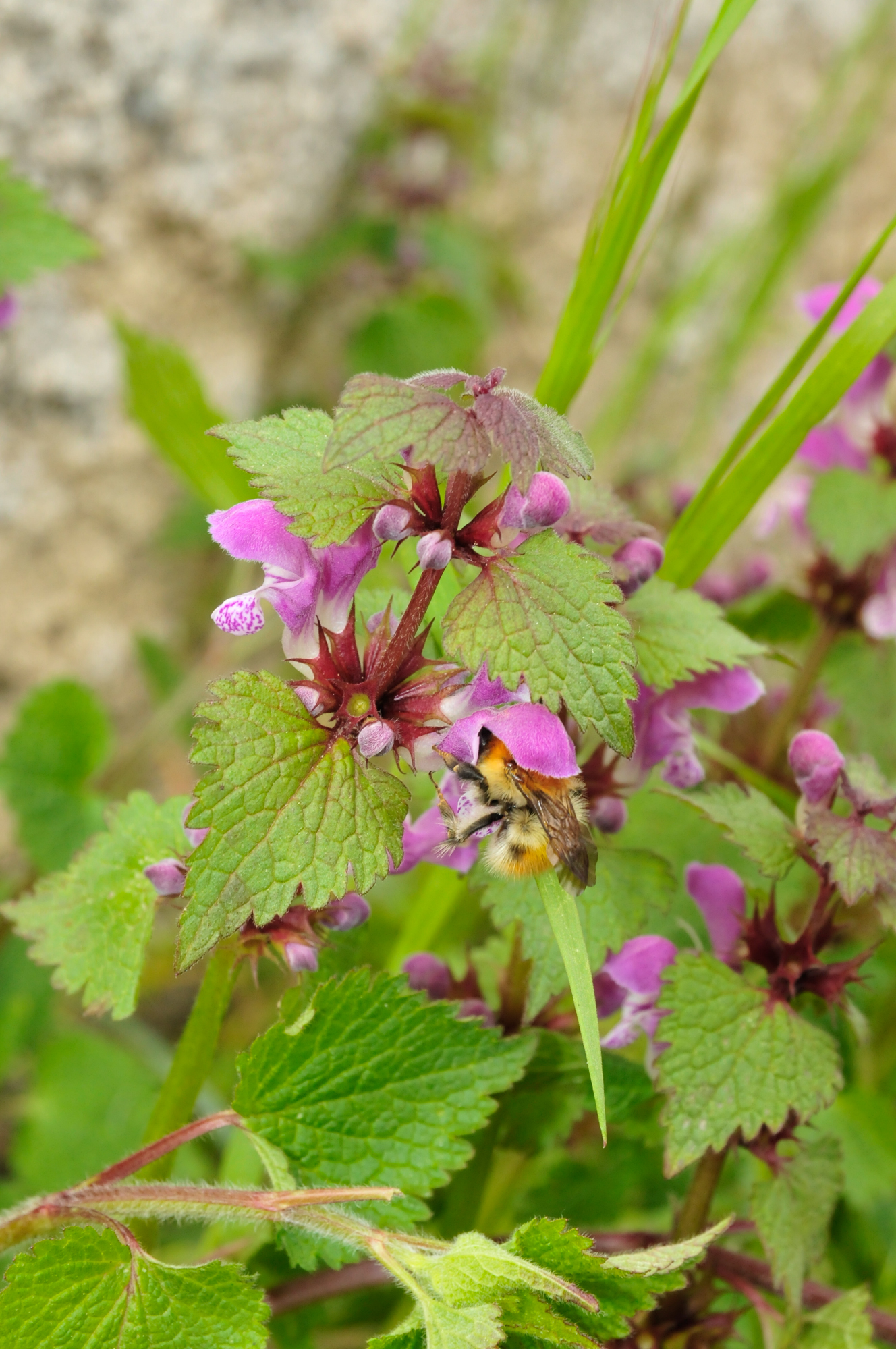 Mélitte à feuille de Mélisse - Melittis melissophyllum_