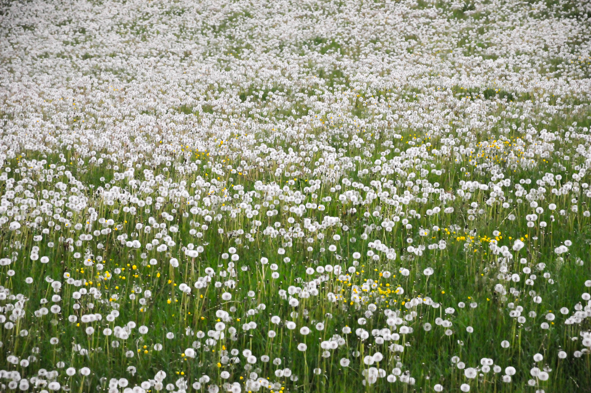 Pissenlit - Taraxacum officinale , Bouton d’or_