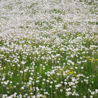 Pissenlit - Taraxacum officinale , Bouton d’or_