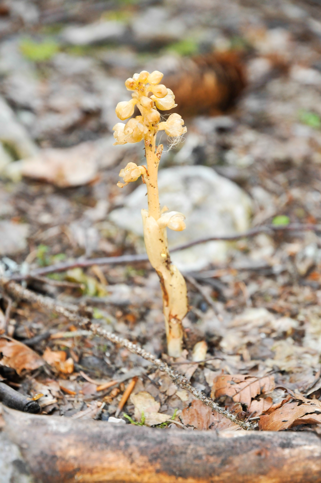 Sucepin - Monotropa hypopitys (L.)