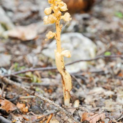 Sucepin - Monotropa hypopitys (L.)