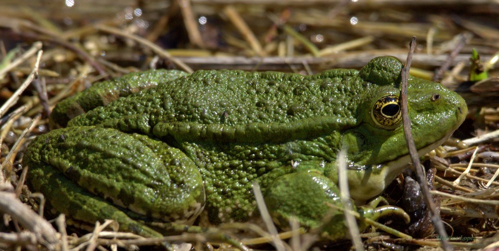 Grenouille verte 03