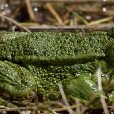 Grenouille verte 03