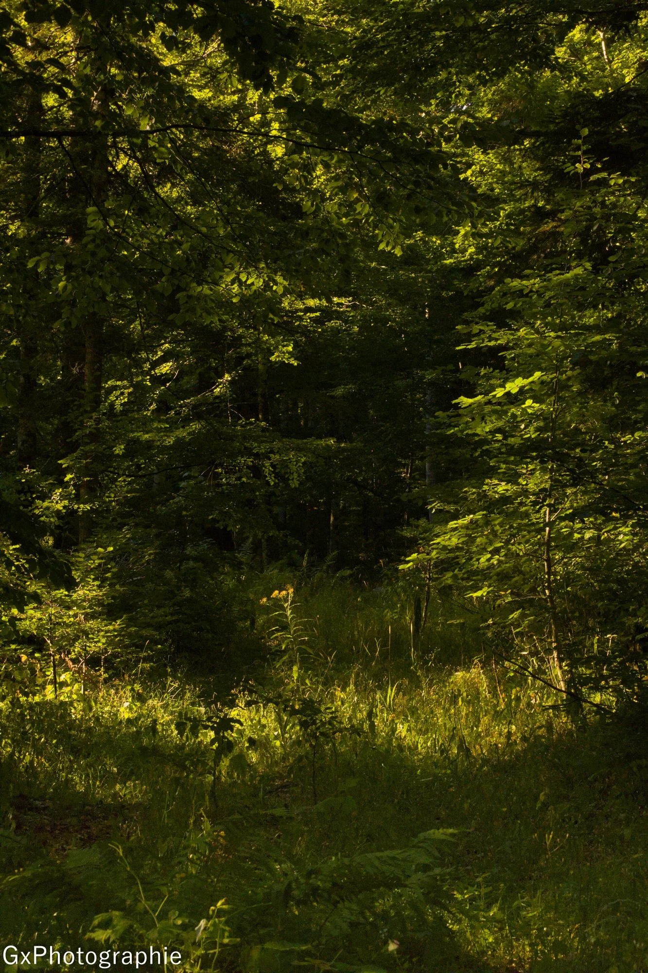 Gxyannis sortie foret de lente 4 