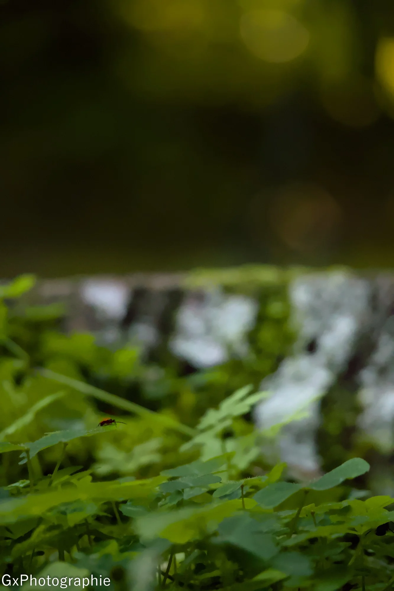 Gxyannis sortie foret de lente 6 