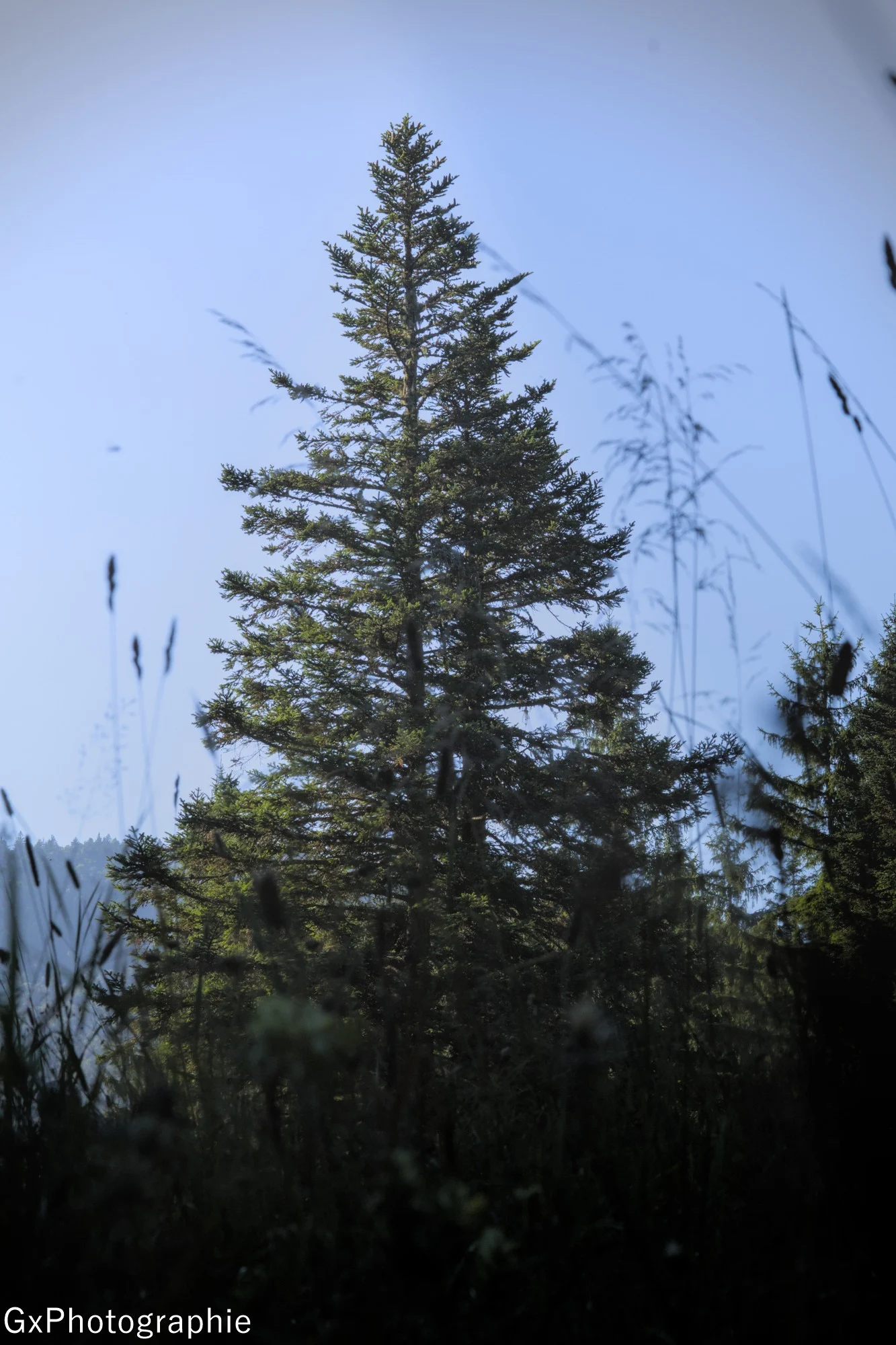 Gxyannis sortie foret de lente 7 