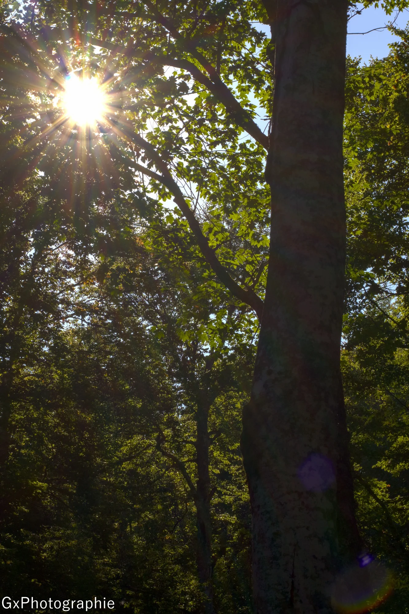 Gxyannis sortie foret de lente 8 