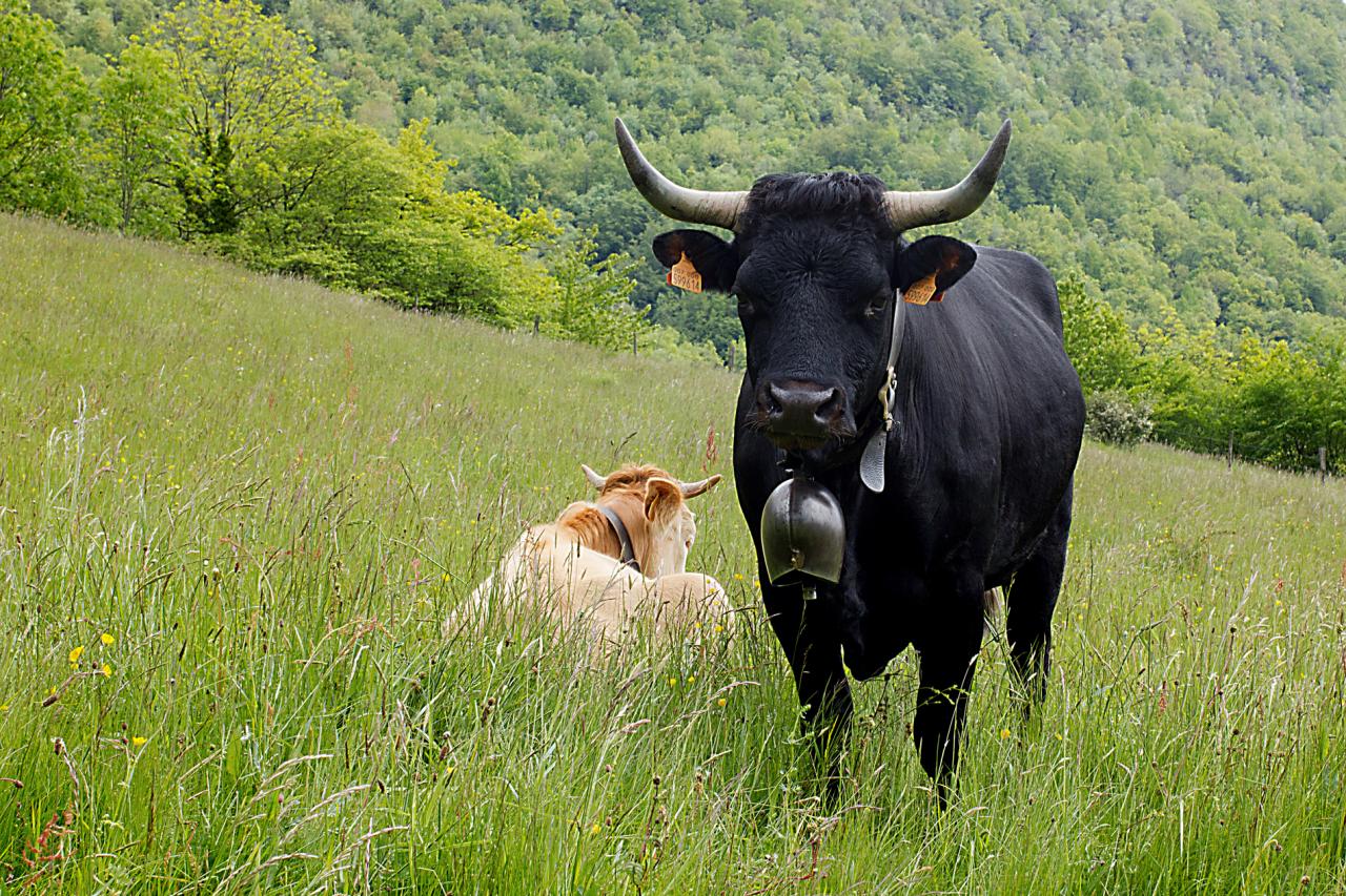 vache de race Herens de Lucien Idelon