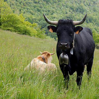 vache de race Herens de Lucien Idelon