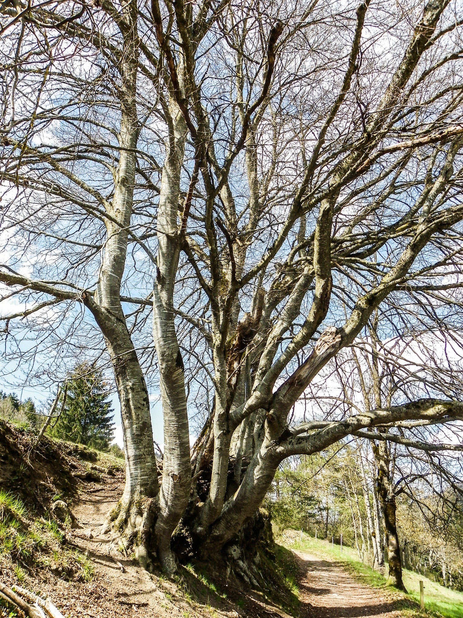 Hetre des revoux de st martin