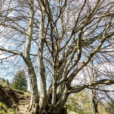 Hetre des revoux de st martin