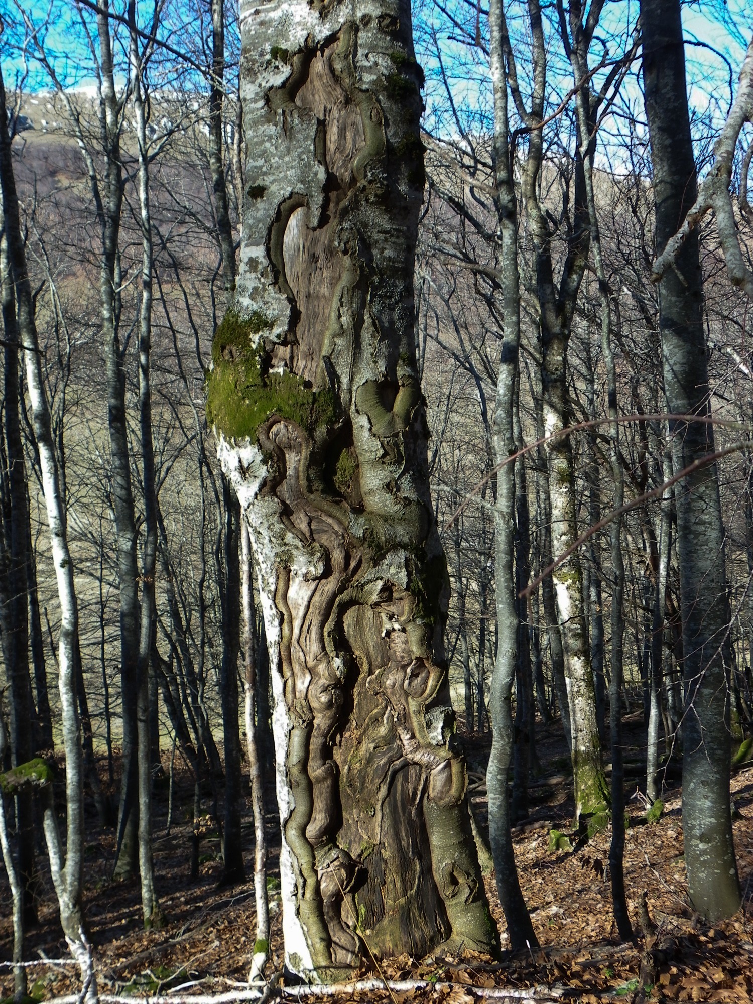 Hetre du plateau d ambel