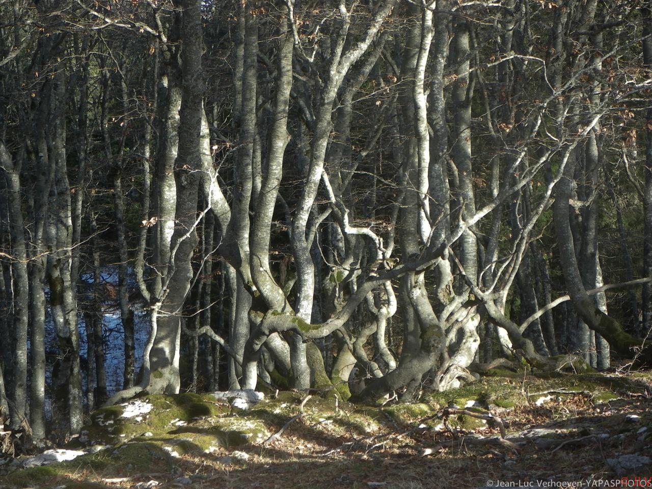 hetres tordus aux Gagères