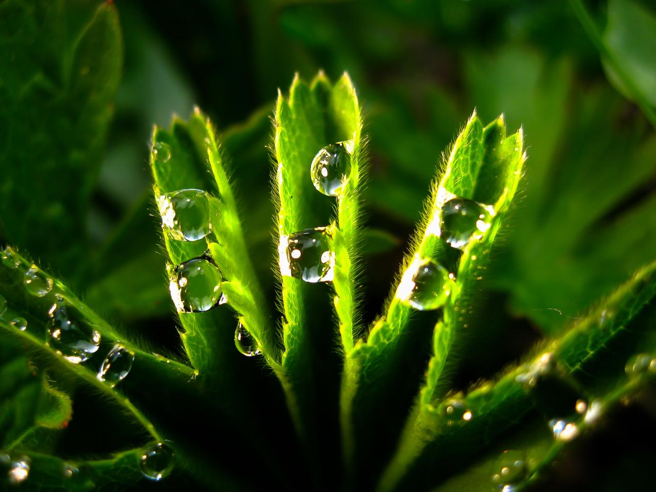 Gouttes d'eau