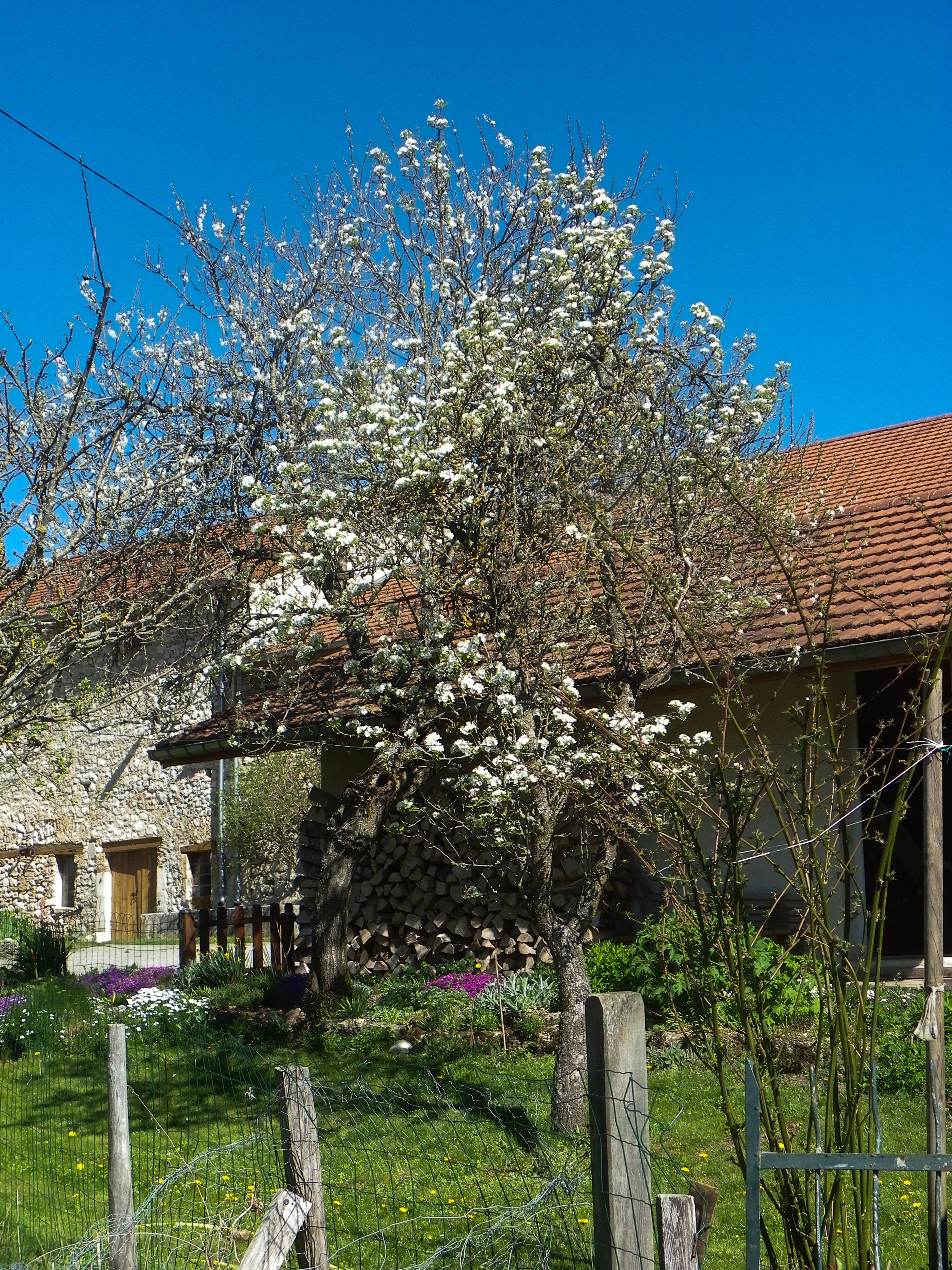 poirier & prunier en fleurs