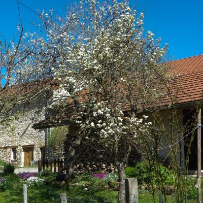 poirier & prunier en fleurs