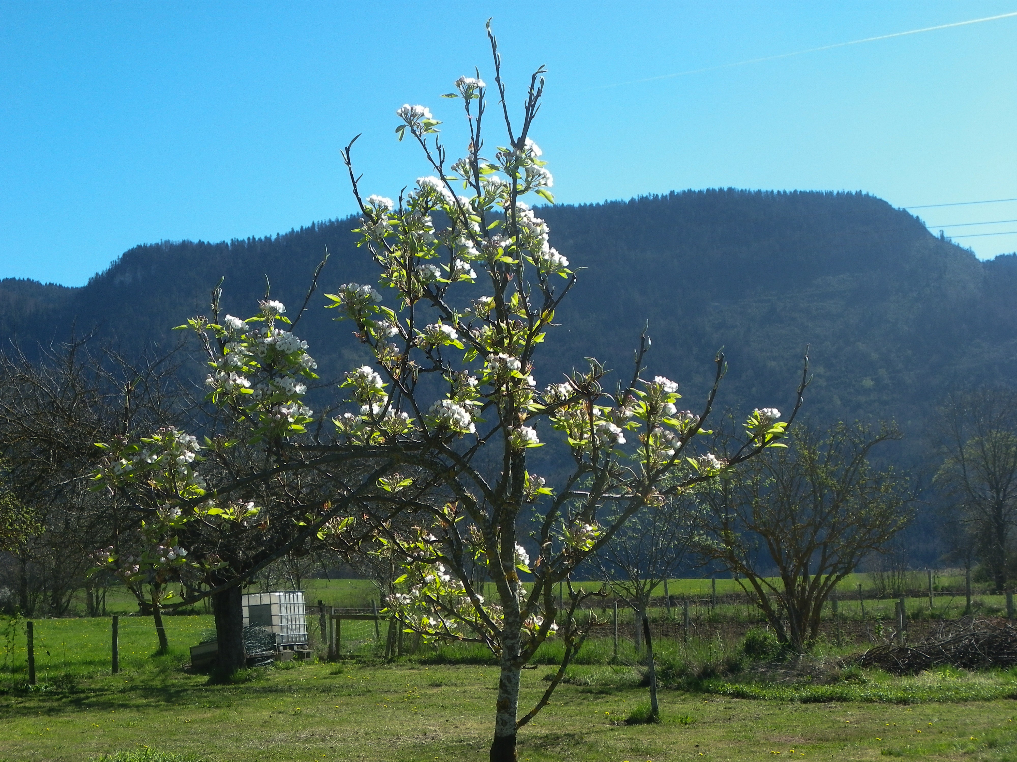 jeune poirier en fleurs