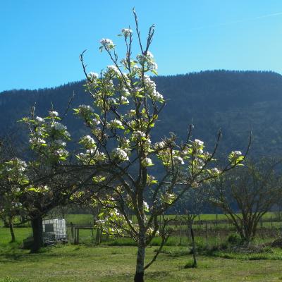 jeune poirier en fleurs