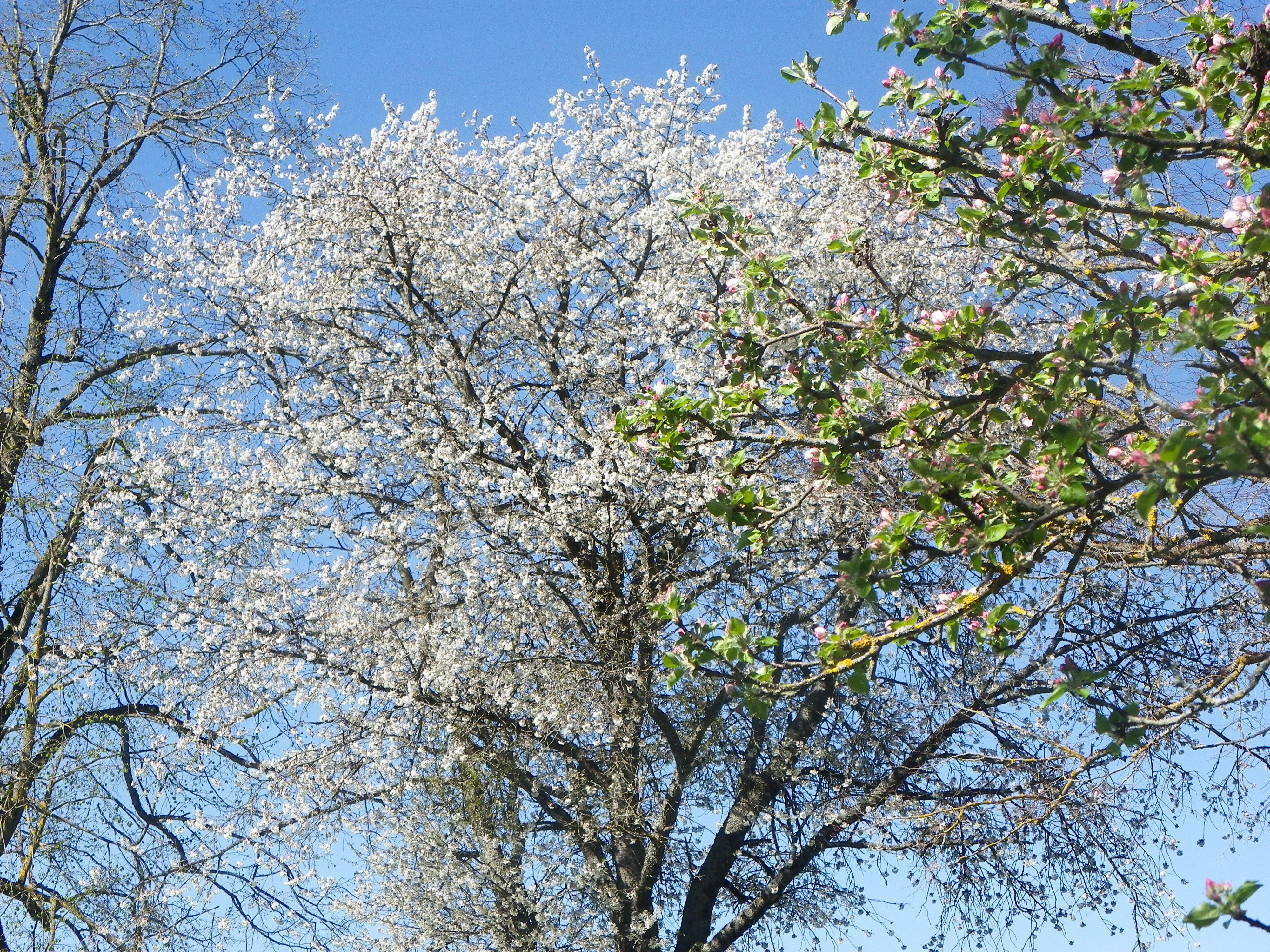 cerisier en fleurs