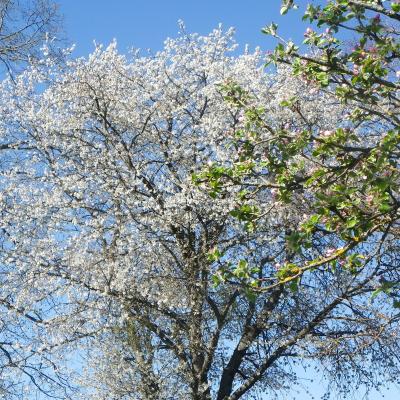 cerisier en fleurs