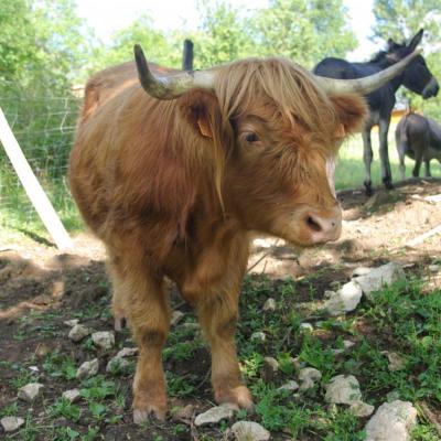 vache des higlands (chez Angélique Doucet)