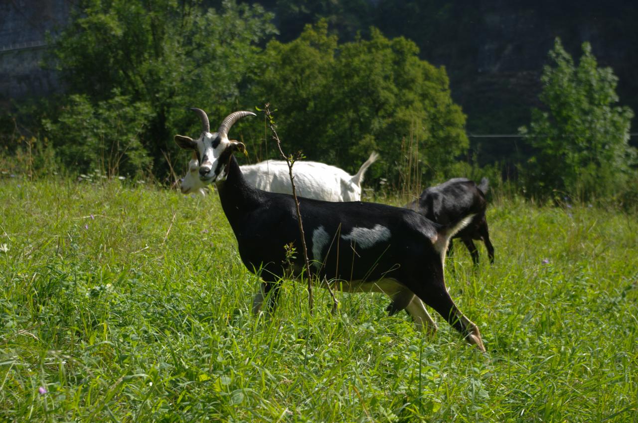 chèvre de savoie (chez Angélique Doucet)