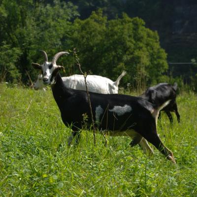 chèvre de savoie (chez Angélique Doucet)