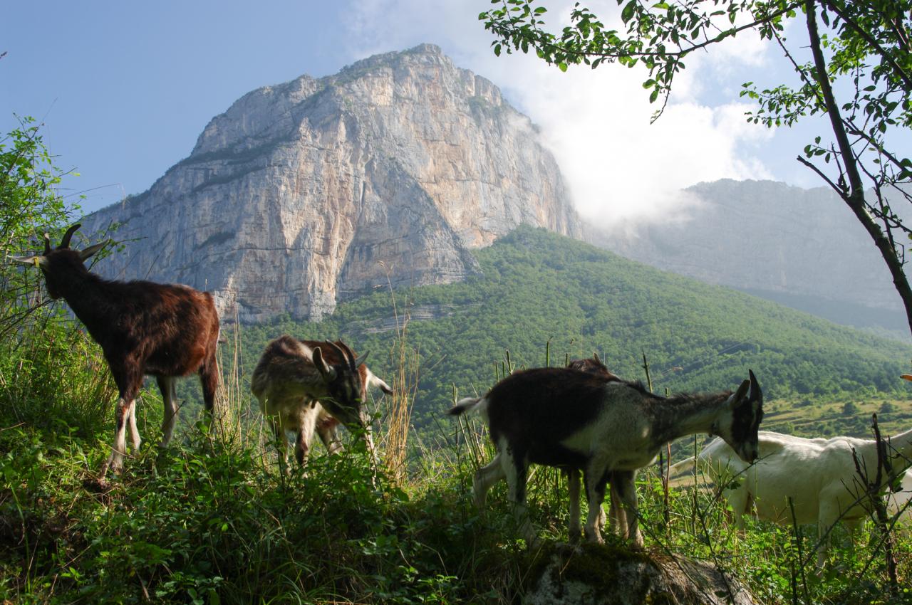 chèvres de savoie (chez Angélique Doucet)