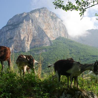 chèvres de savoie (chez Angélique Doucet)