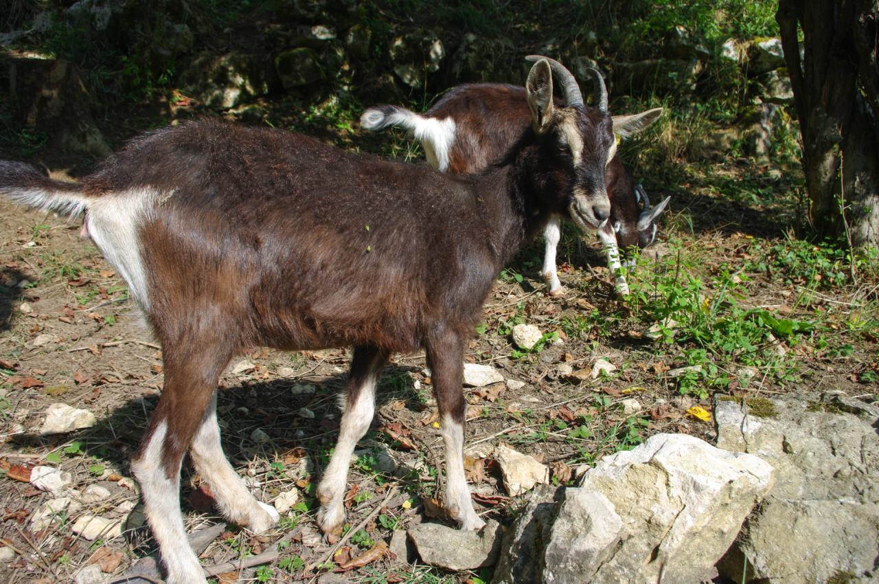 chèvre de Savoie (chez Angélique Doucet)