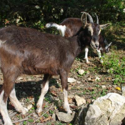 chèvre de Savoie (chez Angélique Doucet)