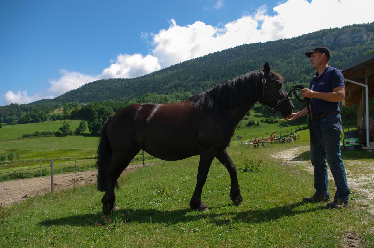 cheval Merens (chez Gilles Cavalli)