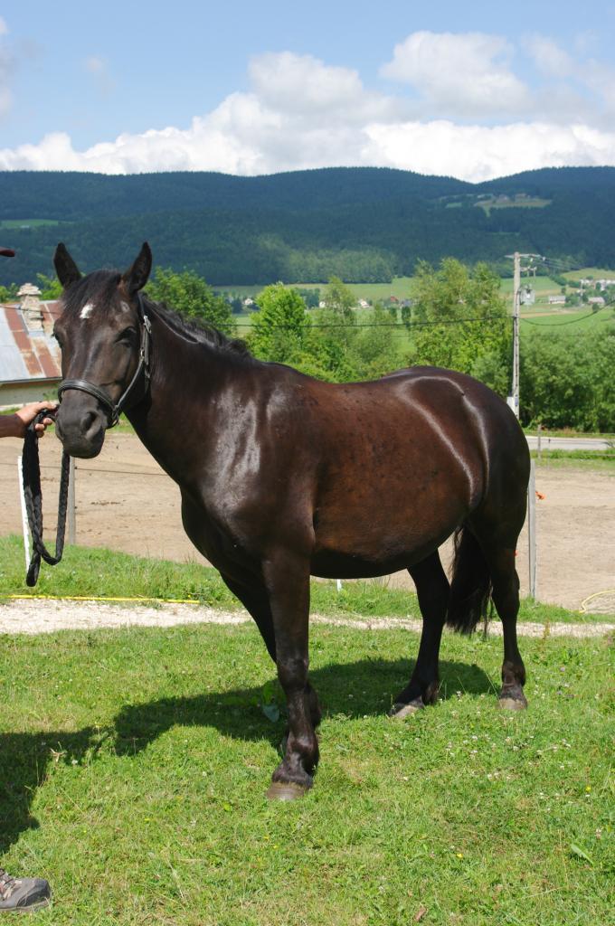 cheval Merens (chez Gilles Cavalli)