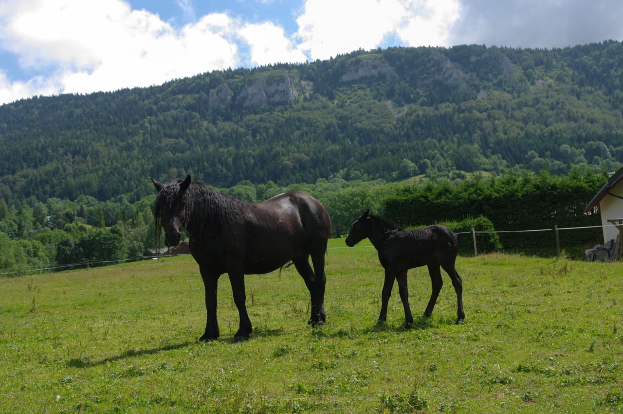 cheval Merens (chez Gilles Cavalli)