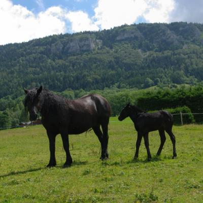 cheval Merens (chez Gilles Cavalli)