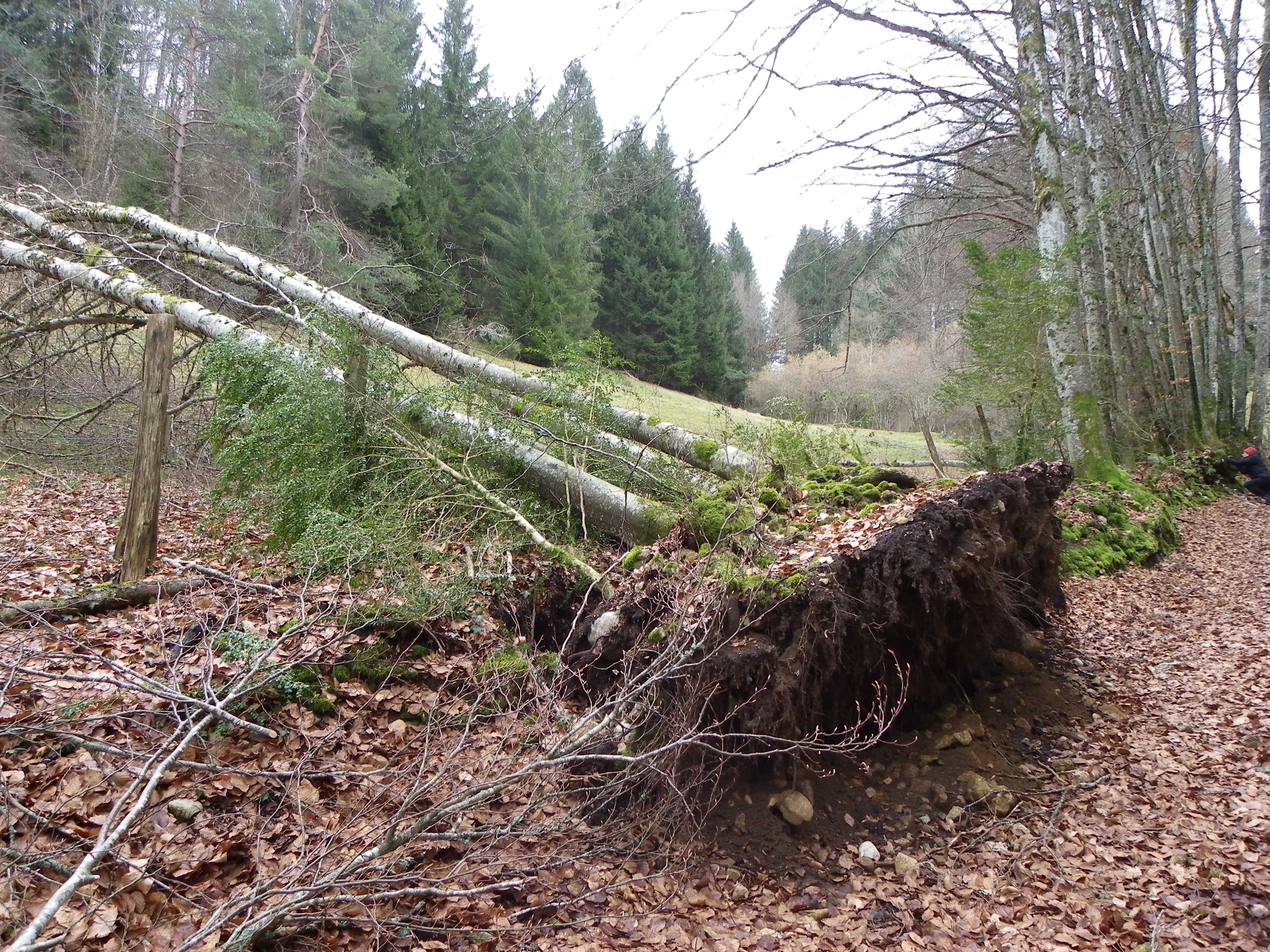 arbres désouchés dans la combe Freydière