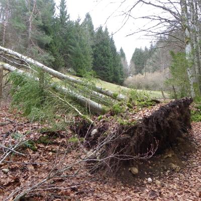 arbres désouchés dans la combe Freydière