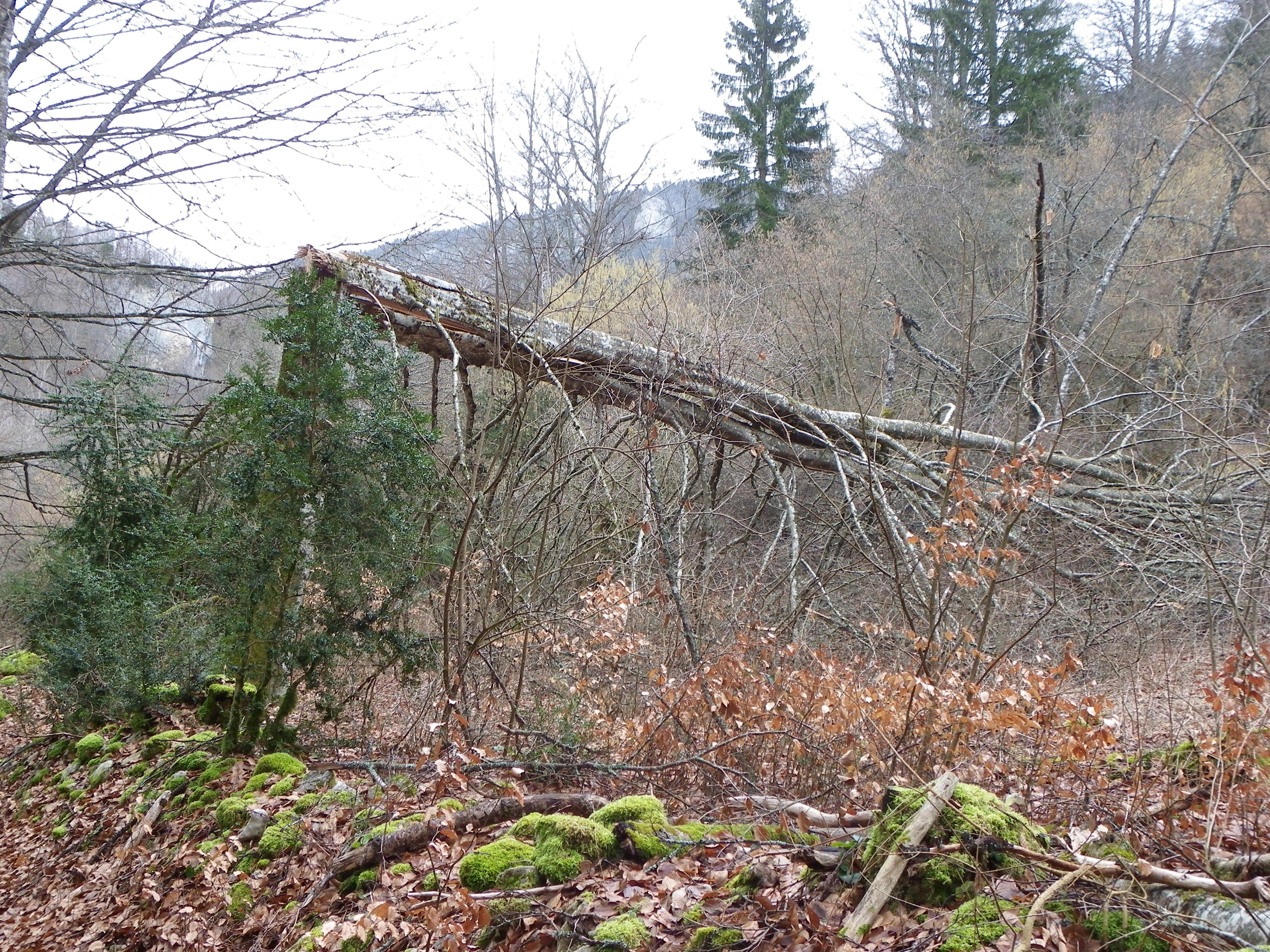 arbres fracassés dans la combe Freydière