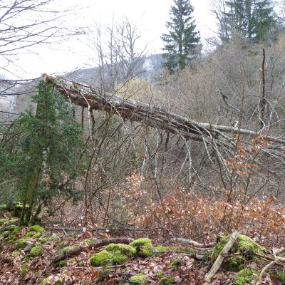 arbres fracassés dans la combe Freydière