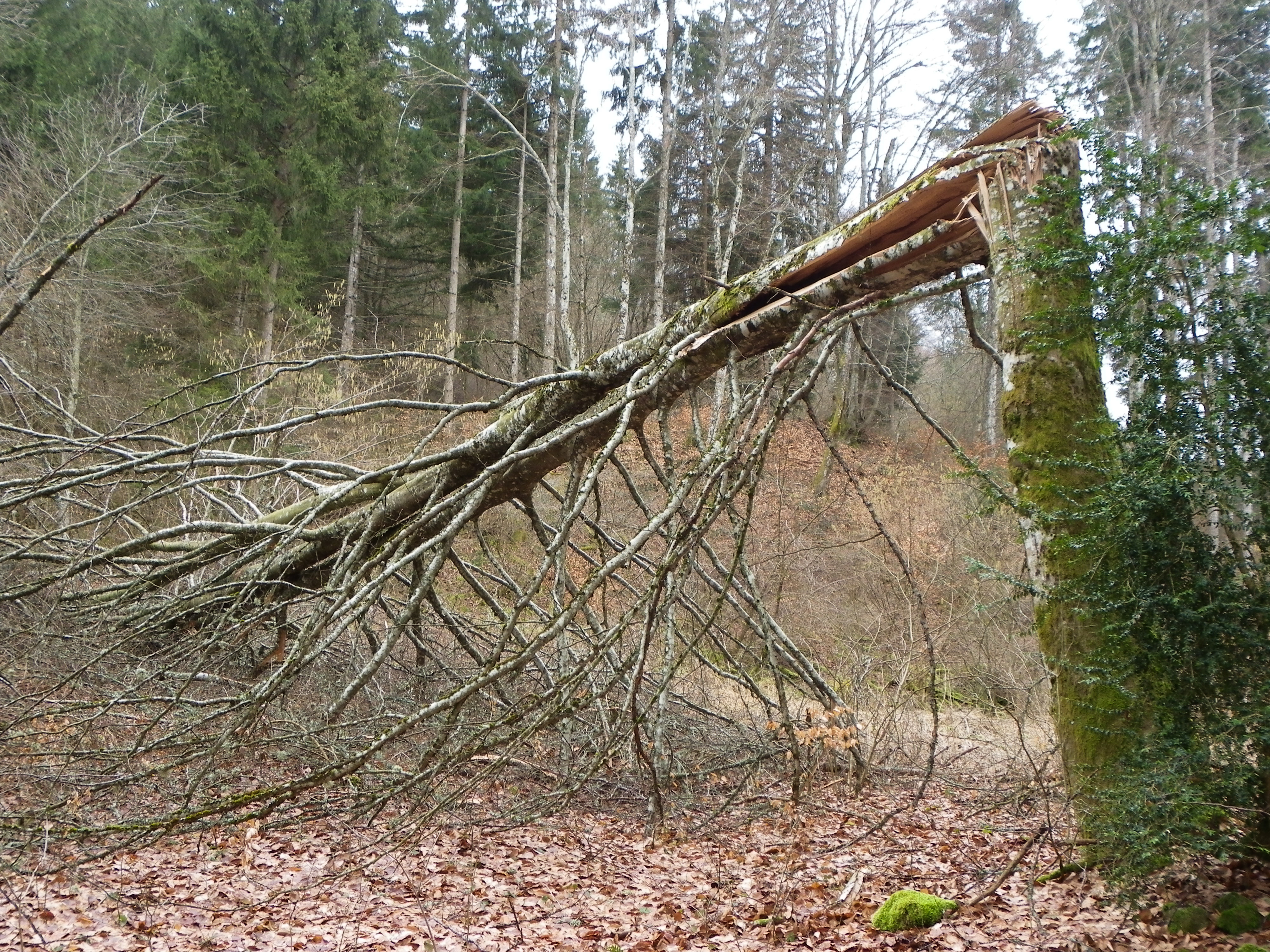 arbres fracassés dans la combe Freydière