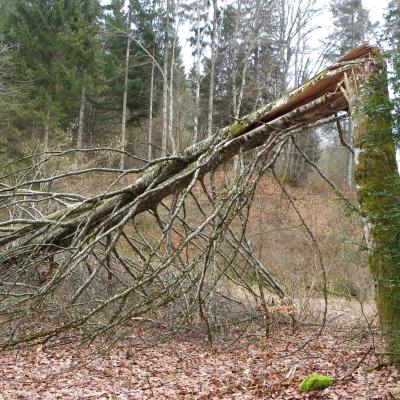 arbres fracassés dans la combe Freydière