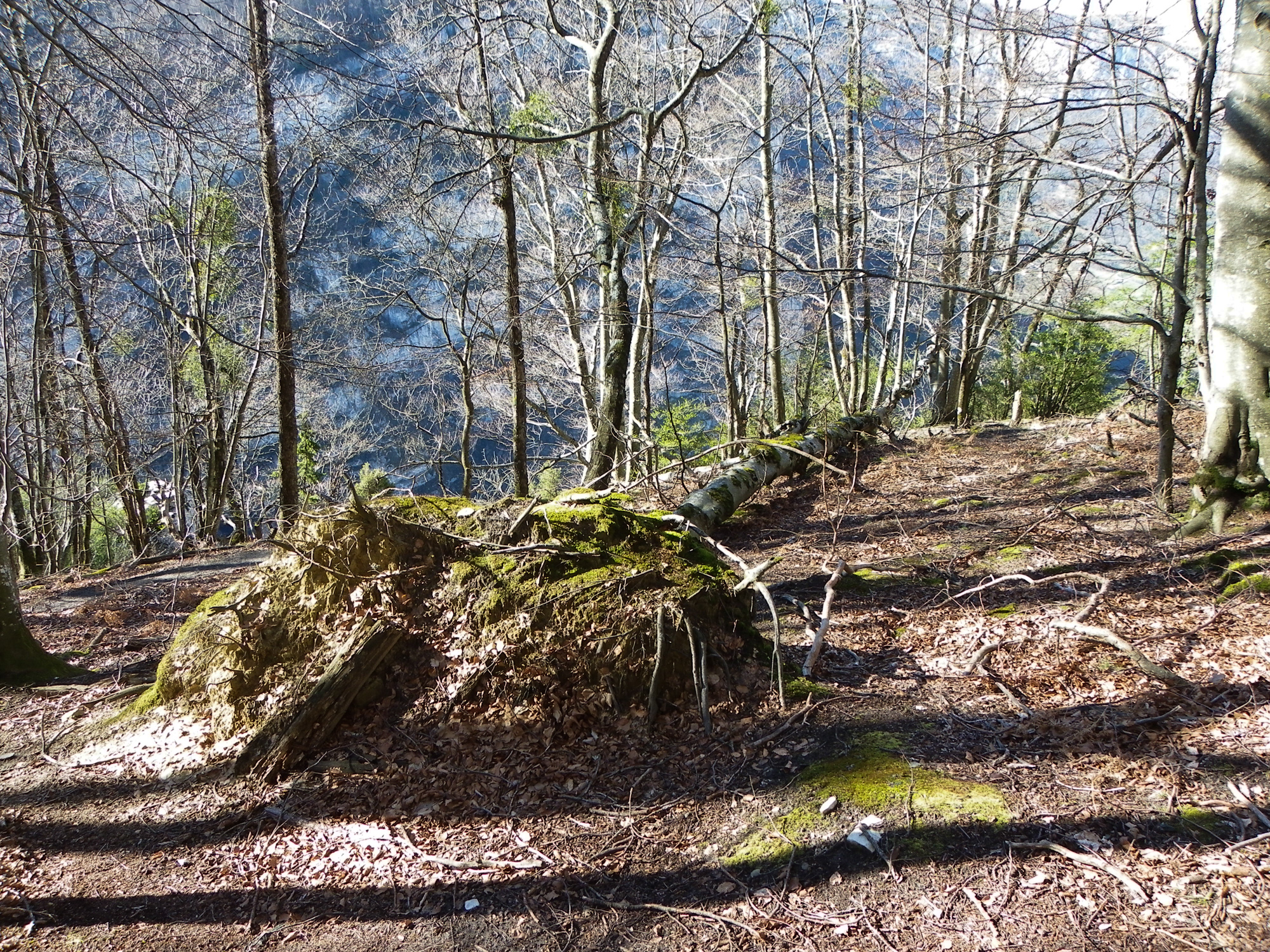 arbres désouchés vers la porte du diable