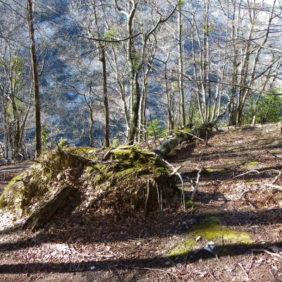 arbres désouchés vers la porte du diable